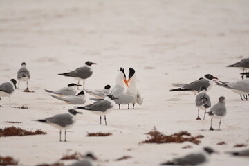Royal Tern courtship