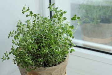 Fresh potted thyme on windowsill indoors, closeup. Space for text