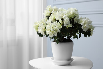 Beautiful azalea flowers in pot on white table indoors. Space for text