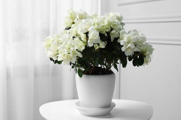 Beautiful azalea flowers in pot on white table indoors