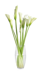 Beautiful calla lily flowers in vase on white background