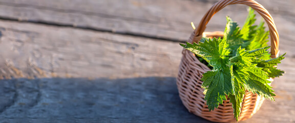 Fresh nettles. Basket with freshly harvested nettle plant. Urtica dioica, often called common...