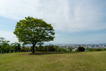 Fototapeta na wymiar 大きな木のある新緑の公園