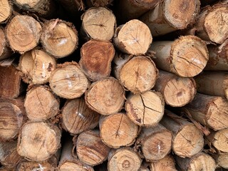 A horizontal image of tree truck background