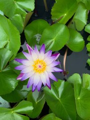 Vertical photo of purple lotus flower with green leaves
