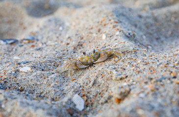 Sand crab on the beach in the Outer Banks, North Carolina