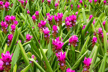 Siam Tulip garden with green leaf