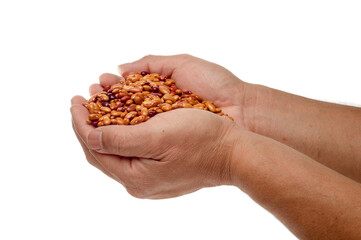 two hands holding organic yellow and red beans