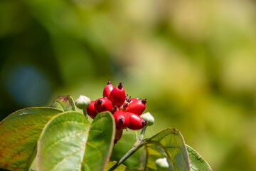 ハナミズキ（花水木）の樹に赤い実がついています。季節を感じる画像。