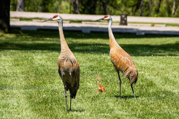 cranes in the park
