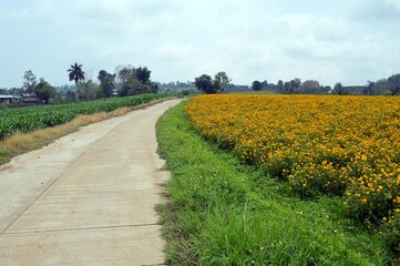 road in the countryside