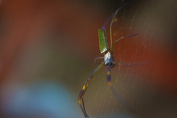 big spider on the web