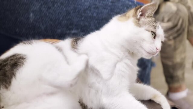 Cat lies on chair, licks itself with its tongue, scratches its paw, itchy from scabies, will hit body. Allergy in pet to insect bites, parasites, hair loss, molting. Veterinary examination, ringworm