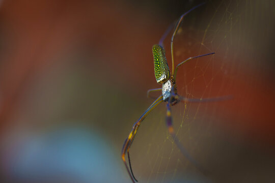 big spider on the web