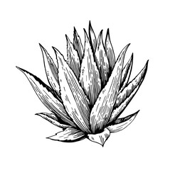 Agave plant. Vector black and white sketch. - obrazy, fototapety, plakaty