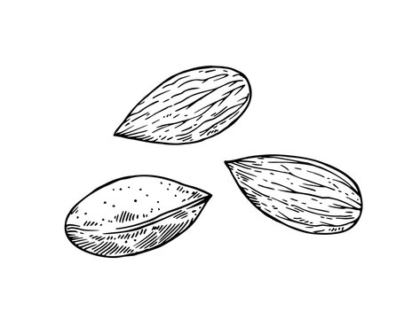 Almond. Black and white sketch illustration in engraving style.