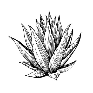 black and white agave plant drawing clip art preview