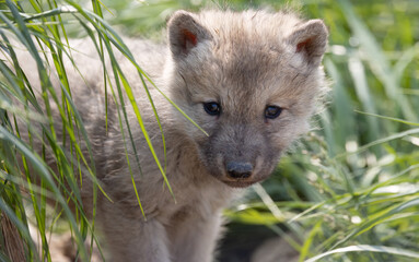 Obraz premium Wolf Puppy, Inquisitive Eyes. A Captivating Glimpse of a Wolf Pup's Curiosity Amidst the Long Grass. Wildlife Photography.