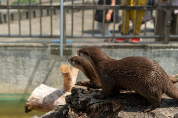 かわいいコツメカワウソ