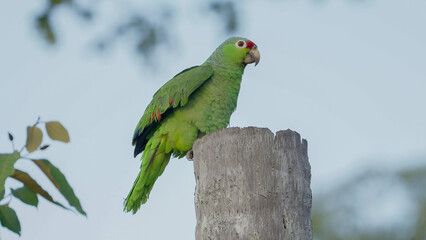red-lored amazon parrot perched on a tree trunk