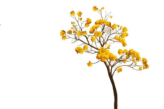 Isolated image of a blooming yellow flowering plant on a png file at transparent background.