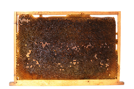Honey isolated 