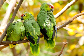 Loros Verdes Cabeza roja