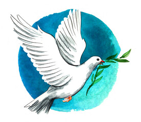 Flying white dove with olive branch. Hand-drawn ink and watercolor on paper