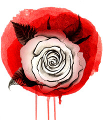 Bleeding white rose. Hand-drawn ink and watercolor on paper