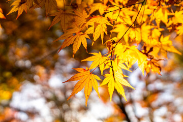 光が透けるモミジ