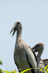 Asian openbill