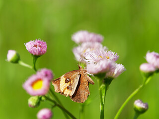 花蜜を吸うイカリモンガ