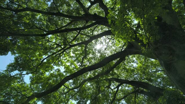 木漏れ日のある大木の下で上を見上げて回るイメージ