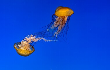 Two jelly fish interacting with each other in blue waters of the aquarium in Baltimore, Maryland