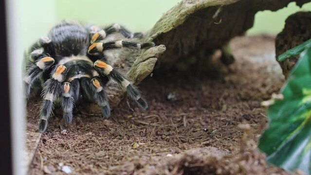 Hungry Mexican redknee tarantula being fed a bug with tongs, pet spider