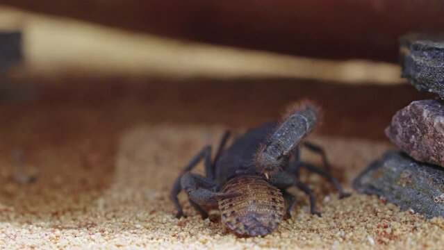 Scorpion uses venomous stinger to subdue its lively insect prey