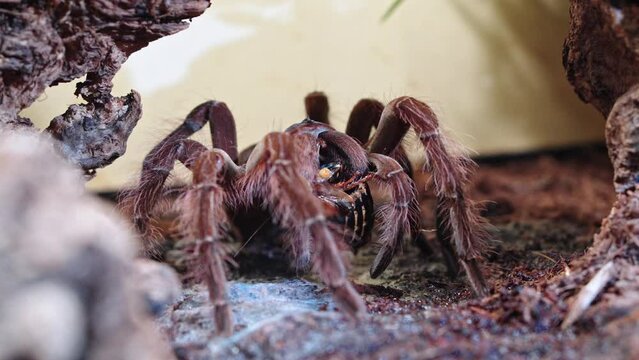 Hairy brown tarantula spider with prey in its mouth, close-up view