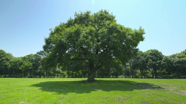 大きな一本の木がある広場　人物無し