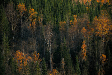 autumn woodland landscape in arctic northern norway with one dead birch tree