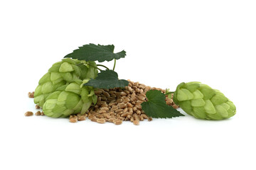 Fresh green hops cones and wheat grain over white