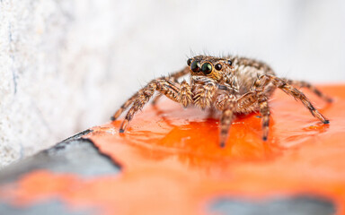 Jumping spider on orange color of steel, Close up insect and macro photo.