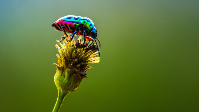 Lychee Shield Bug (Chrysocoris stolli), Colorfull bug on wildflower and nature background.