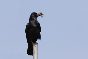 raven on a branch