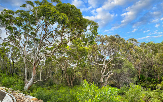 Panoramic view of eucalyptus forest close to the picnic area at Wattamolla, a popular weekend destination on the coastline south of Sydney in Royal National Park, NSW, Australia.