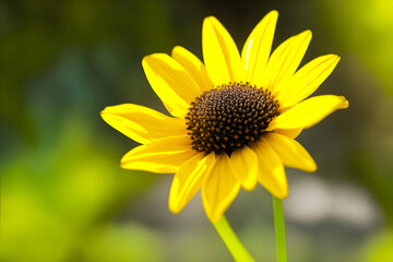 Fototapeta premium Yellow flower in the garden
