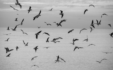 Many seagulls in the sky over the cloudy sea.