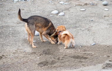 Homeless dogs on the street