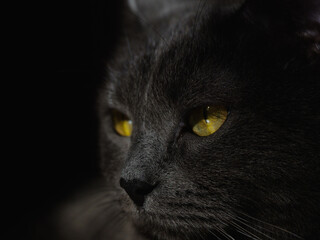 Grey shorthair British cat with bright green eyes. Cat portrait. Green cat eyes on a dark background, close-up. Pet, background, screensaver, cover. Beautiful cat face
