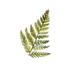 watercolor drawing green fern leaf isolated at white background, natural element, hand drawn botanical illustration
