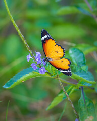 Beautiful butterfly closeup photograph, Plain tiger butterfly sipping nectar from wildflowers in the meadow.